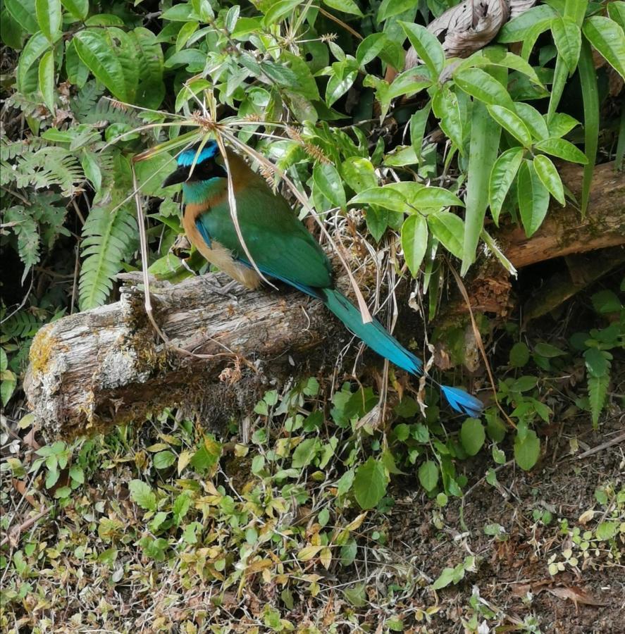 Monteverde House المظهر الخارجي الصورة