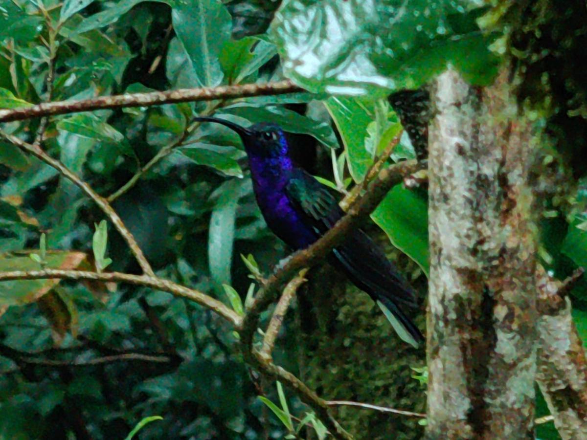 Monteverde House المظهر الخارجي الصورة